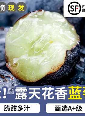 【顺丰空运】四川攀枝花新鲜L25花香蓝莓现摘当季果饱满汁多脆甜