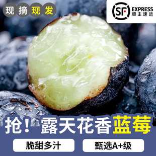 果饱满汁多脆甜 四川攀枝花新鲜L25花香蓝莓现摘当季 顺丰空运