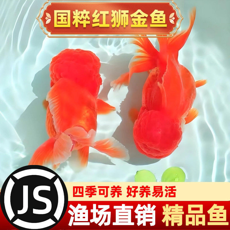红狮金鱼国师鱼冷水鱼金鱼活鱼淡鱼