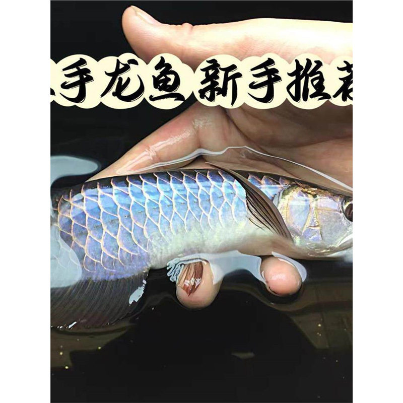 捡漏渔场直发金龙鱼苗鱼友练手红鱼