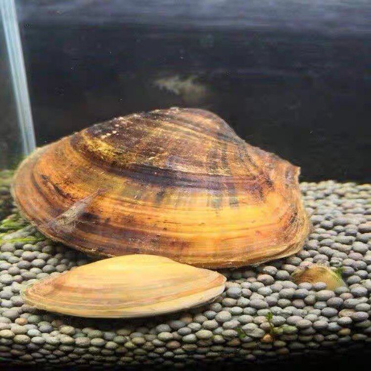 小河蚌黄金蚬溪蚬蚌观赏净水鲜活观赏螺淡水黑壳虾鱼缸绿水藻贝壳