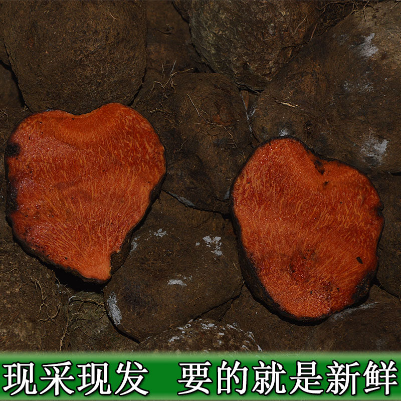 新鲜薯莨血三七染布薯朱砂莲红药子 血母药材1件1斤满5斤包邮