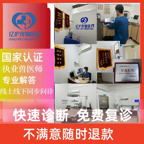 宠物医生在线问诊24小时兽医咨询宠物医院在线看病猫猫狗狗专科