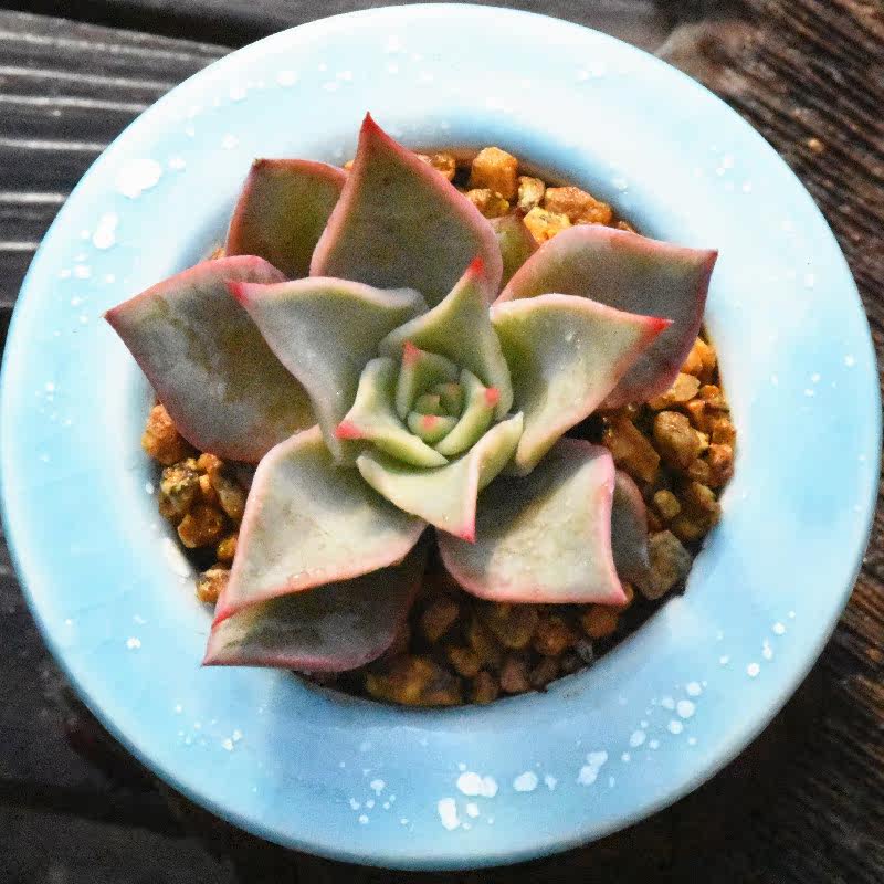 【饺子皮】多肉粉色稀有在这两年大火品种新手好养出状态四季粉色