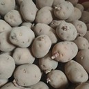 恩施小土豆老品种洋芋种农家种植高山马尔科带子芽 发货 包邮