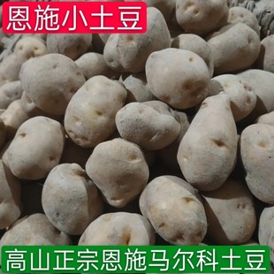 正宗恩施小土豆马尔科淡黄心小土豆粉糯高山土豆烧烤洋芋已发芽