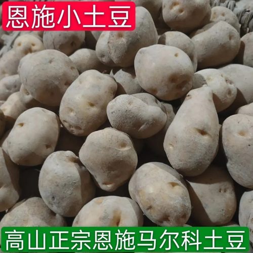 正宗恩施小土豆马尔科淡黄心小土豆粉糯高山土豆烧烤洋芋已发芽