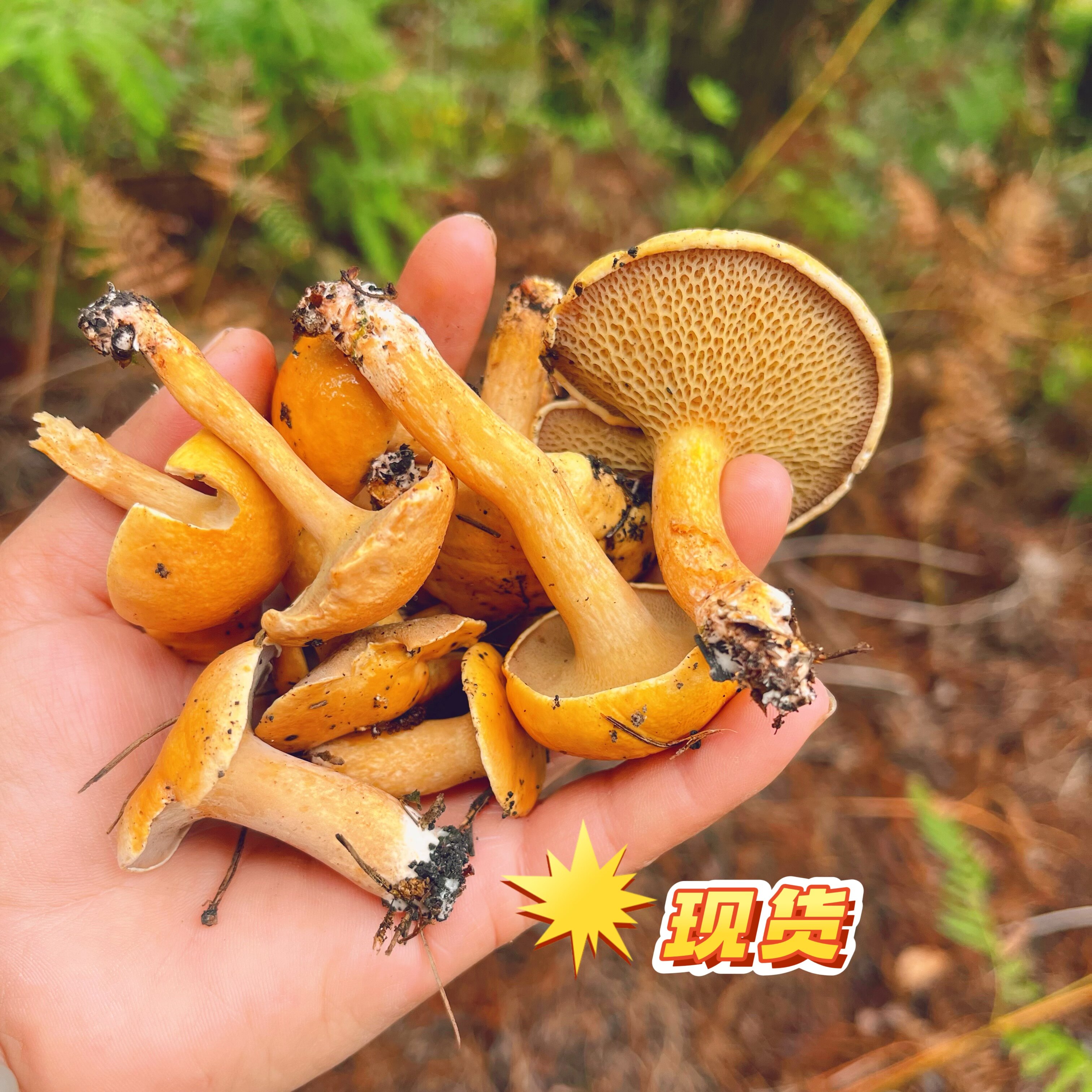 26年新鲜野生松乳菇雁来蕈滑滑菌蜂窝菌茅草菌红乳牛肝菌菌子蘑菇
