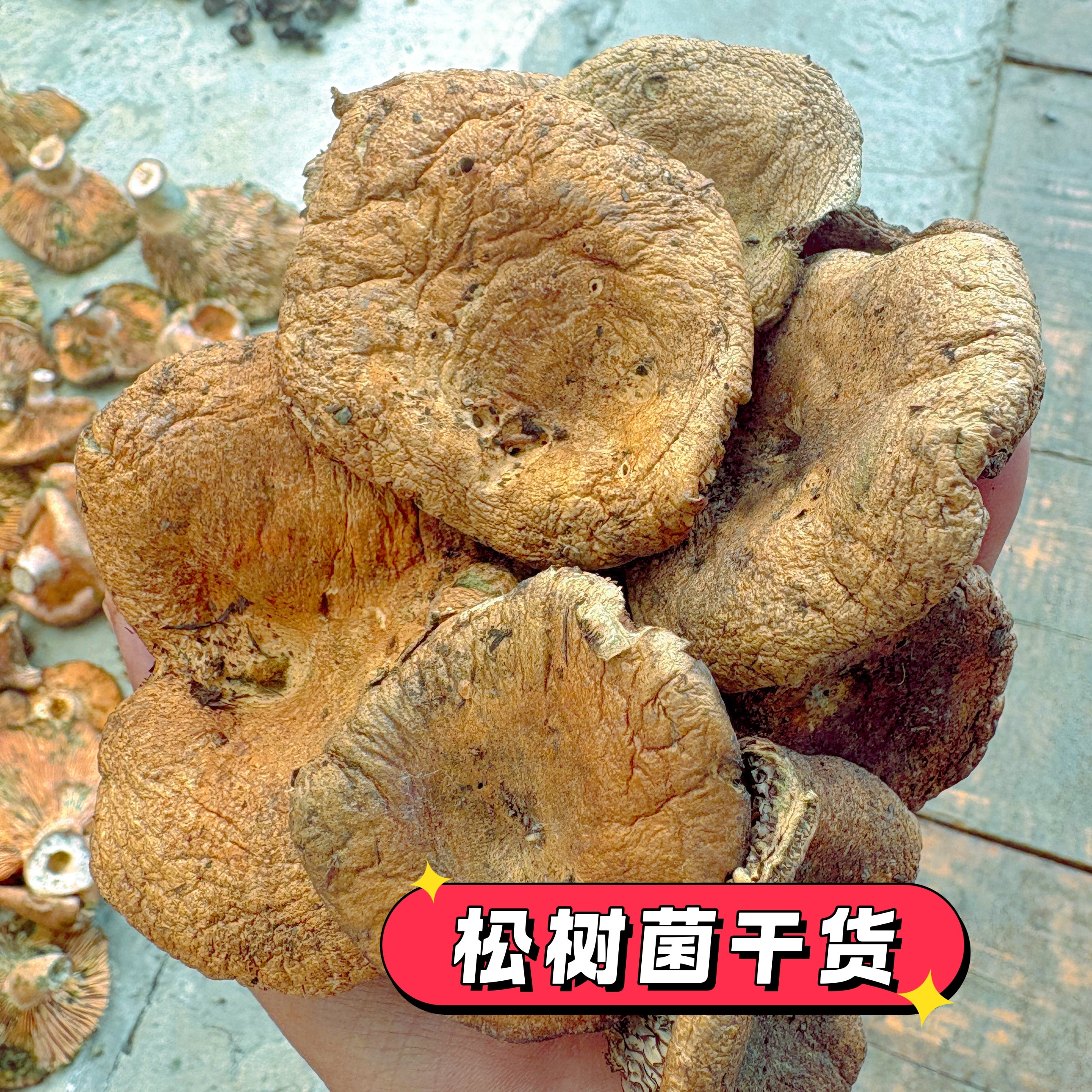 26年纯野生松树菌干货蘑菇三九菇寒菌谷熟菌重阳菌黄丛菌蘑菇菌子