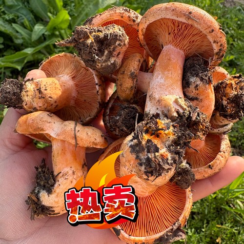 26年黄枞菌寒菌新鲜松树菌重阳菌谷熟菌菌子蘑菇三九菇野生菌枞菌
