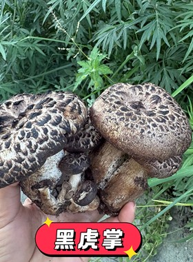 26年黑虎掌菌四川野生獐子菌新鲜翘麟肉齿菌章子菌老鹰菌蘑菇菌子