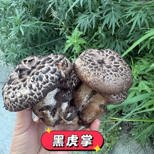 26年黑虎掌菌四川野生獐子菌新鲜翘麟肉齿菌章子菌老鹰菌蘑菇菌子