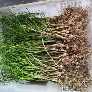 新鲜野葱小葱苦蒜小根蒜纯正胡葱野菜野蒜子百香葱苦藠头薤白包邮