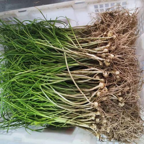 新鲜野葱小葱苦蒜小根蒜纯正胡葱野菜野蒜子百香葱苦藠头薤白包邮