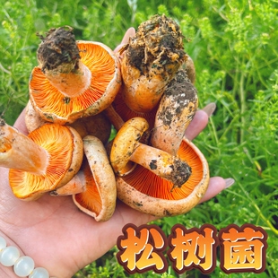 四川高原枞菌新鲜黄枞菌松树菌寒菌三九菇重阳菌菌子菌新鲜野生菌