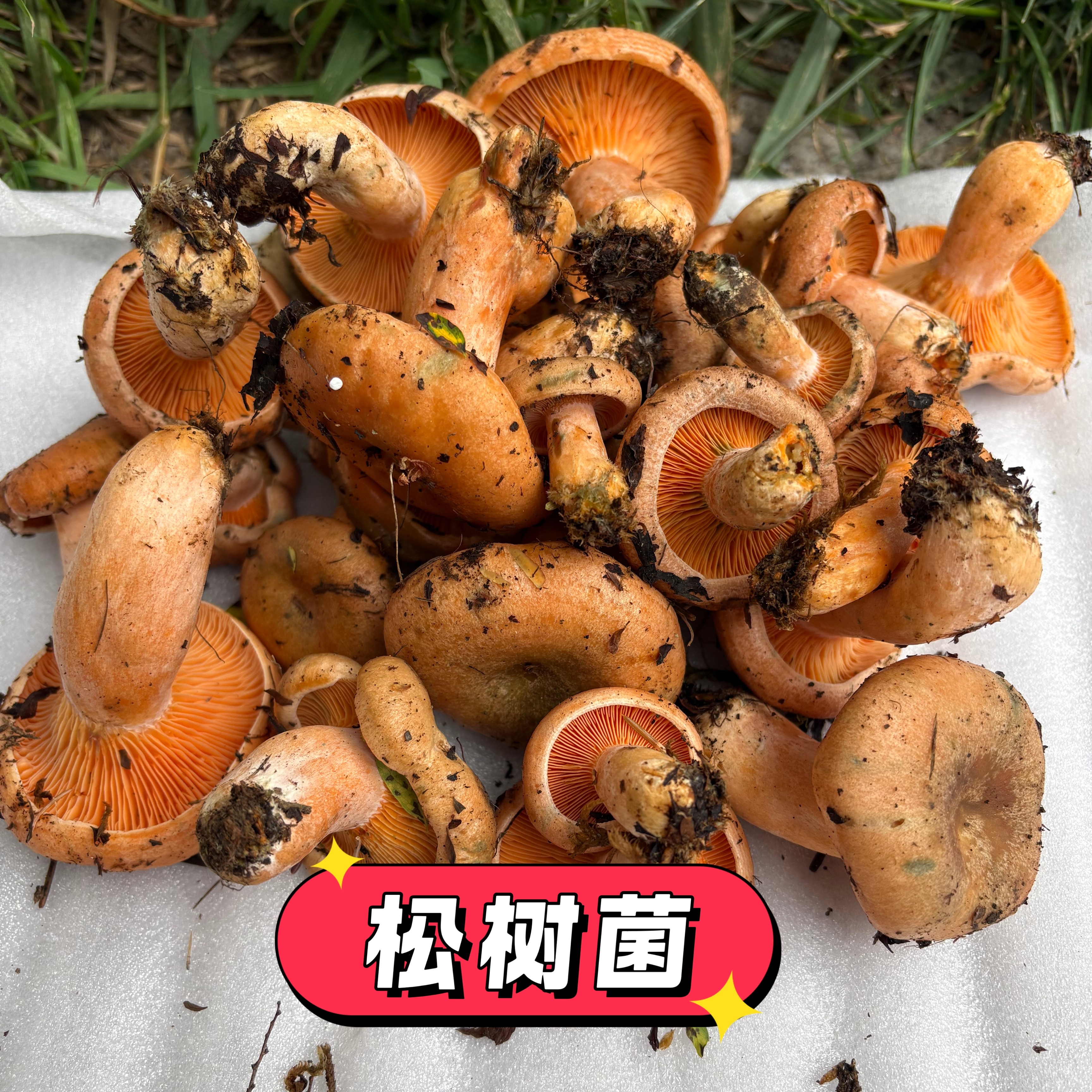 26年黄枞菌寒菌新鲜松树菌重阳菌谷熟菌菌子蘑菇三九菇野生菌枞菌