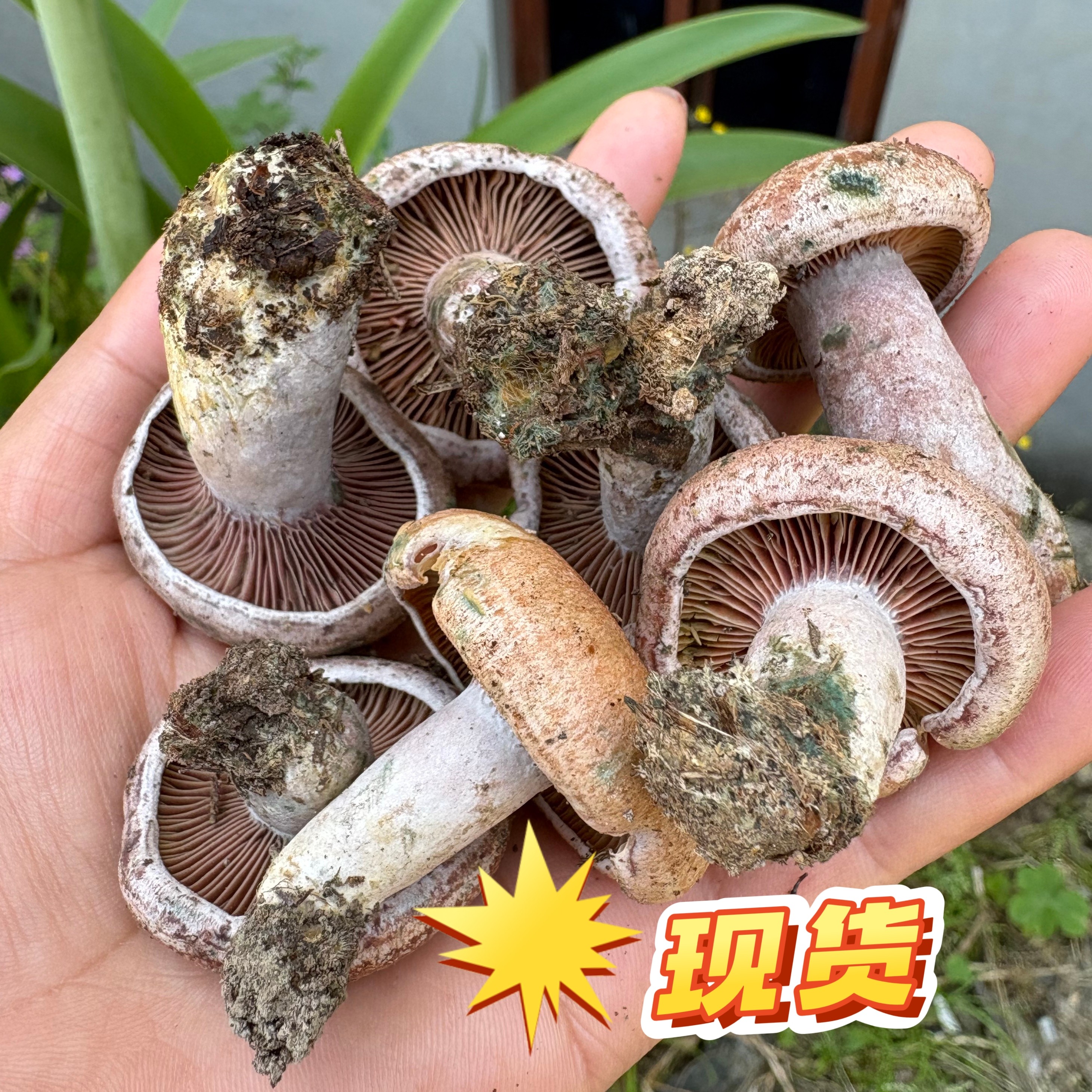 26年乌枞菌寒菌新鲜松树菌重阳菌谷熟菌菌子蘑菇三九菇野生菌枞菌