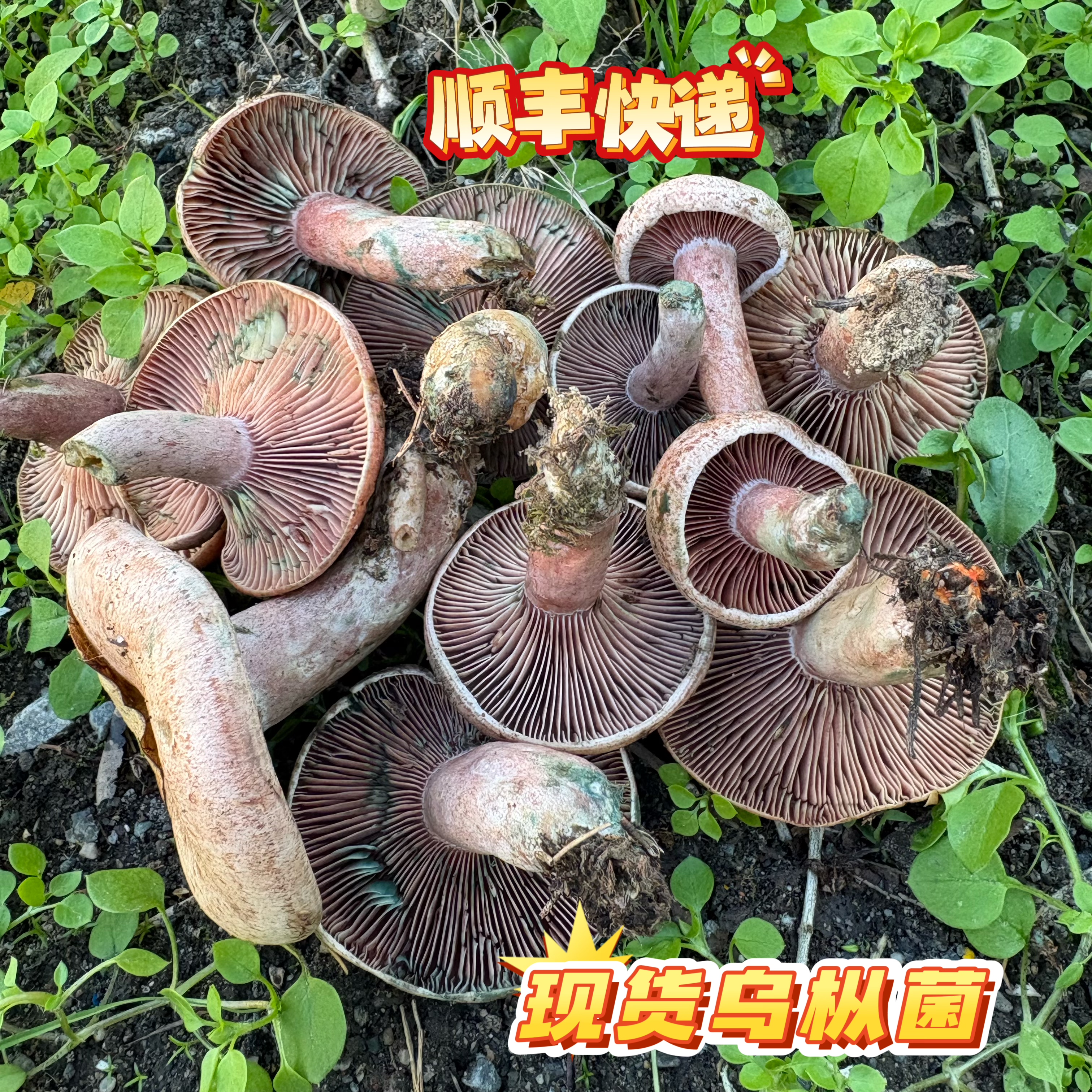 新鲜乌枞菌野生枞树菌松树菇寒菌三九菇谷熟雁鹅菌雁来蕈重阳菌子