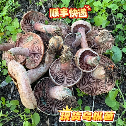 新鲜乌枞菌野生枞树菌松树菇寒菌三九菇谷熟雁鹅菌雁来蕈重阳菌子
