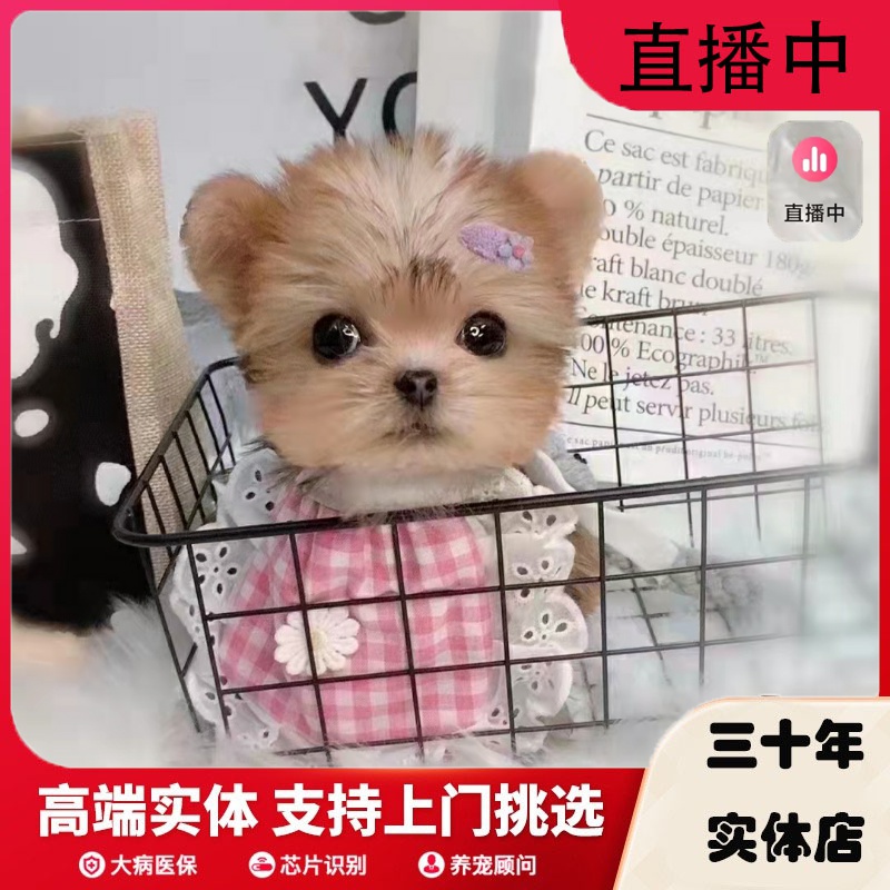 上海纯种茶杯犬活体宠物狗约克夏
