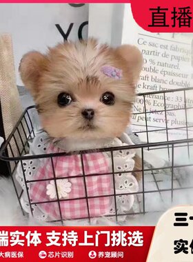 上海纯种茶杯犬活体宠物狗约克夏