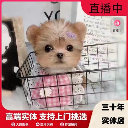 上海纯种茶杯犬活体宠物狗超小体级赛约克夏幼犬韩版纯种马尔济斯