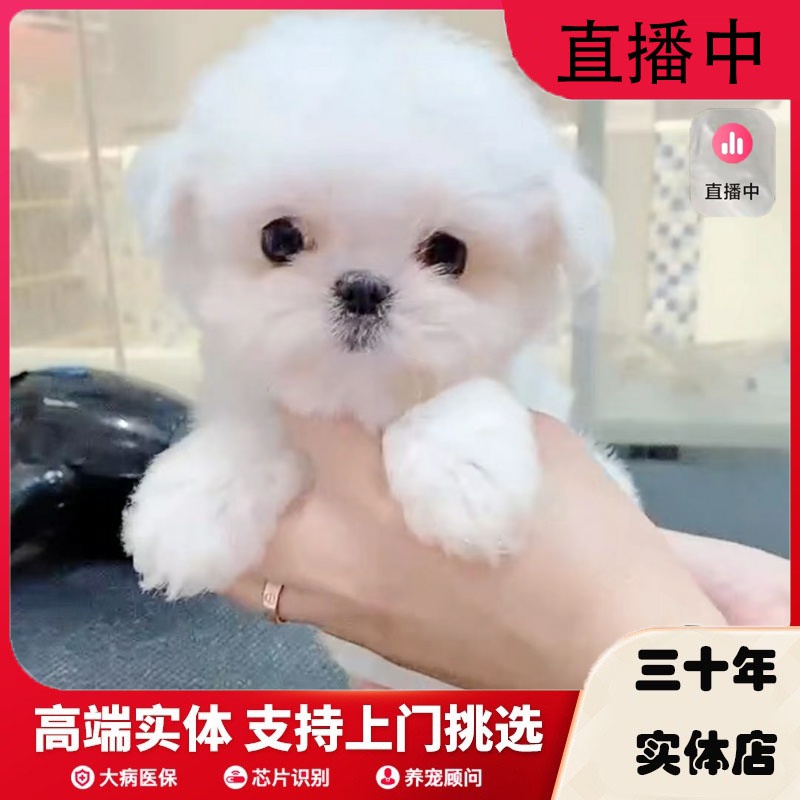 纯种马尔济斯马尔济斯犬