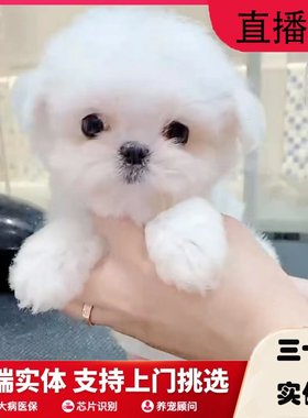 纯种马尔济斯马尔济斯犬