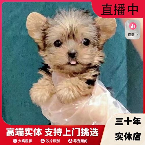 约克夏约克夏幼犬上海纯种赛级活体宠物狗超小体赛级纯种马尔济斯