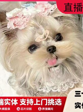上海纯种茶杯犬超小体约克夏
