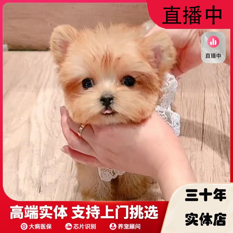 犬舍约克夏奶油金稀有色