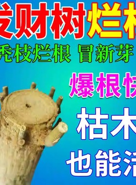 发财树烂根通用生根粉黄叶枯叶烂根专用药发财树肥料专用肥急救药