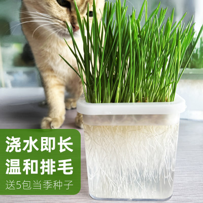 猫草盆栽小麦种子无土水培化毛草