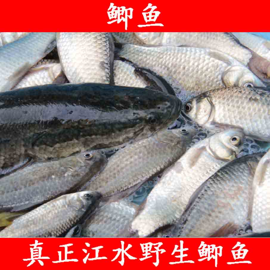 新鲜鲫鱼江水野生鲫鱼500g 黑鱼 昂刺鱼 黄鳝 泥鳅 酸菜鱼
