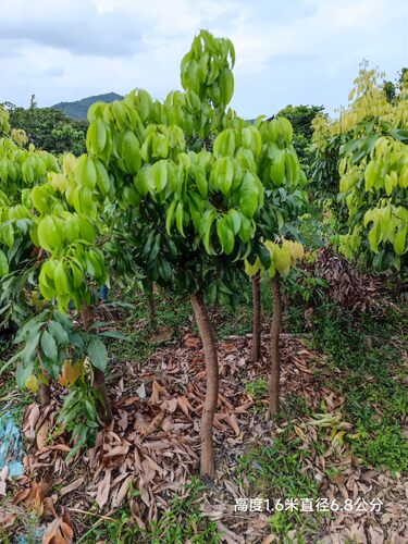 仙进奉荔枝嫁接苗增城市基岗村仙进奉荔枝源产地发货顺丰包邮。