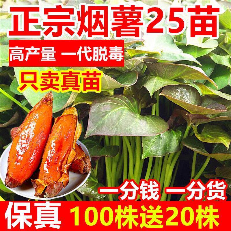 红薯苗地瓜苗烟薯25苗蜜薯苗紫薯秧苗板栗薯苗秧西瓜红薯苗哈密苗