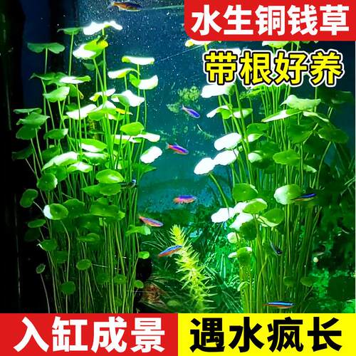 大叶铜钱草水培植物和鱼共养金钱草鱼缸专用造景水草净化水质绿植