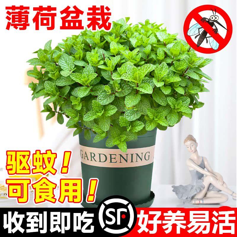 薄荷盆栽可食用水培柠檬猫薄荷室内驱蚊吸净化空气花卉植物迷迭香
