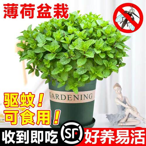 薄荷盆栽可食用水培柠檬猫薄荷室内驱蚊吸净化空气花卉植物迷迭香