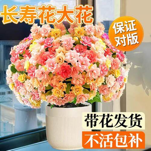 重瓣长寿花新品种大花花苗带花苞室内盆栽易活花卉绿植物