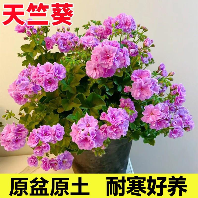 重瓣天竺葵盆栽花苗大花四季开花不断洋绣球苗室内阳台好养的花卉