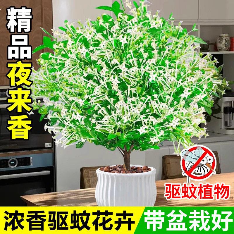 夜来香盆栽花苗室内客厅驱蚊植物室外庭院好养花卉九里香树苗
