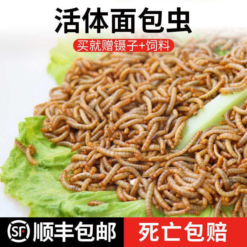 鲜活体面包虫喂养龙鱼爬虫蜥蜴守宫饲料龙猫八哥鸟食粮黄粉虫活虫