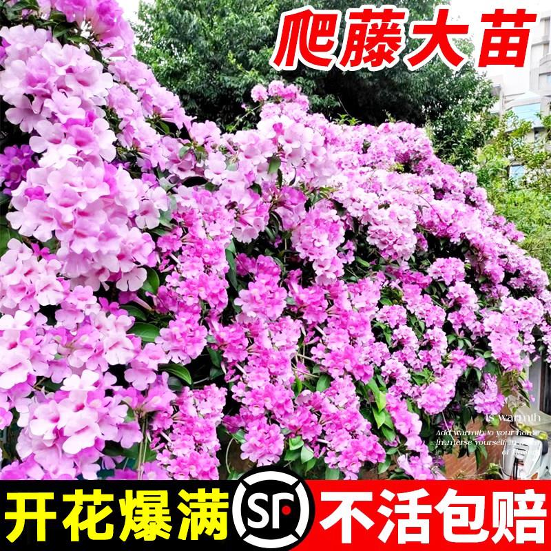 蒜香藤花苗驱蚊植物室外带花苞紫藤爬藤绿植盆栽花卉庭院四季开花