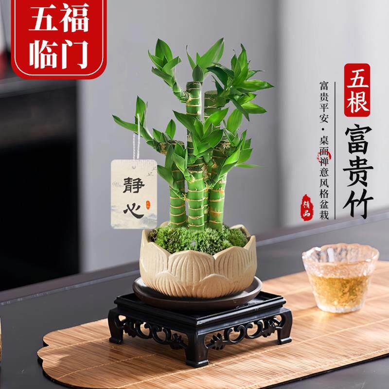 【五福临门】五根富贵竹盆栽中式禅意绿植物办公室内招财步步高升