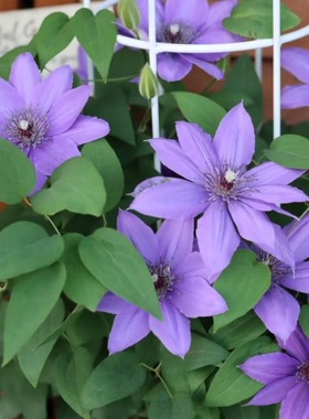 巴黎风情铁线莲早花组紫色大花二类耐寒藤本非常适合庭院盆栽