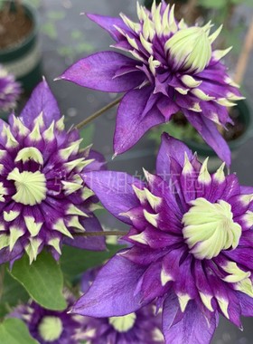 新品铁线莲大河Taiga紫色重瓣层层叠叠F系人气品种非常耐热