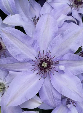 铁线莲泰诺米娜新品大花蓝紫色紧凑丰华矮分枝花园阳台盆栽花苗