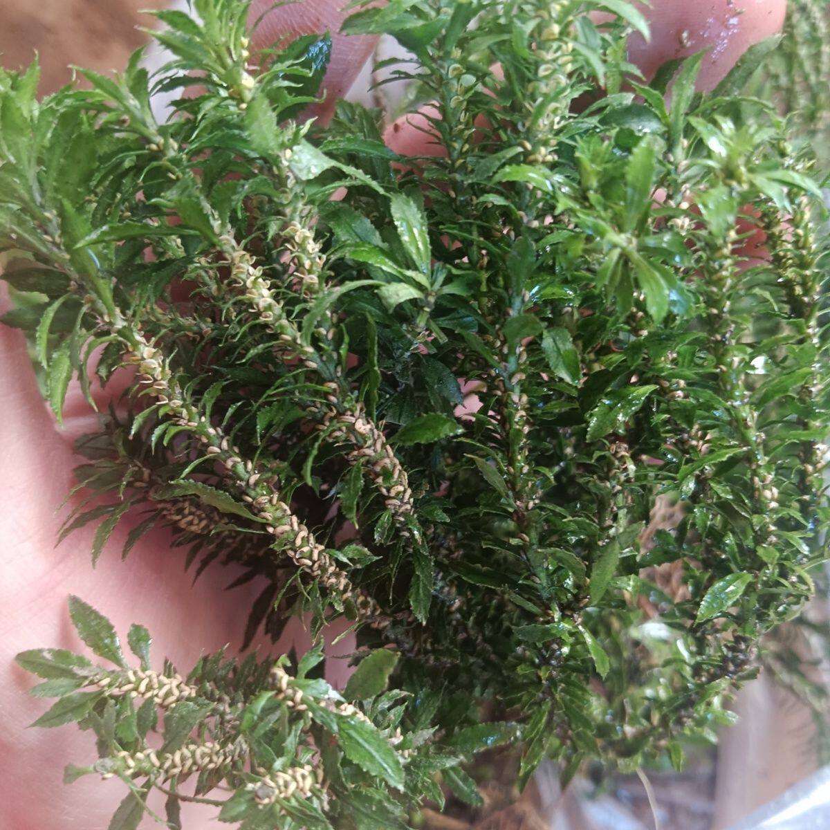 小叶千层塔 蛇足草 虱子草 可盆栽可入药  四季常绿