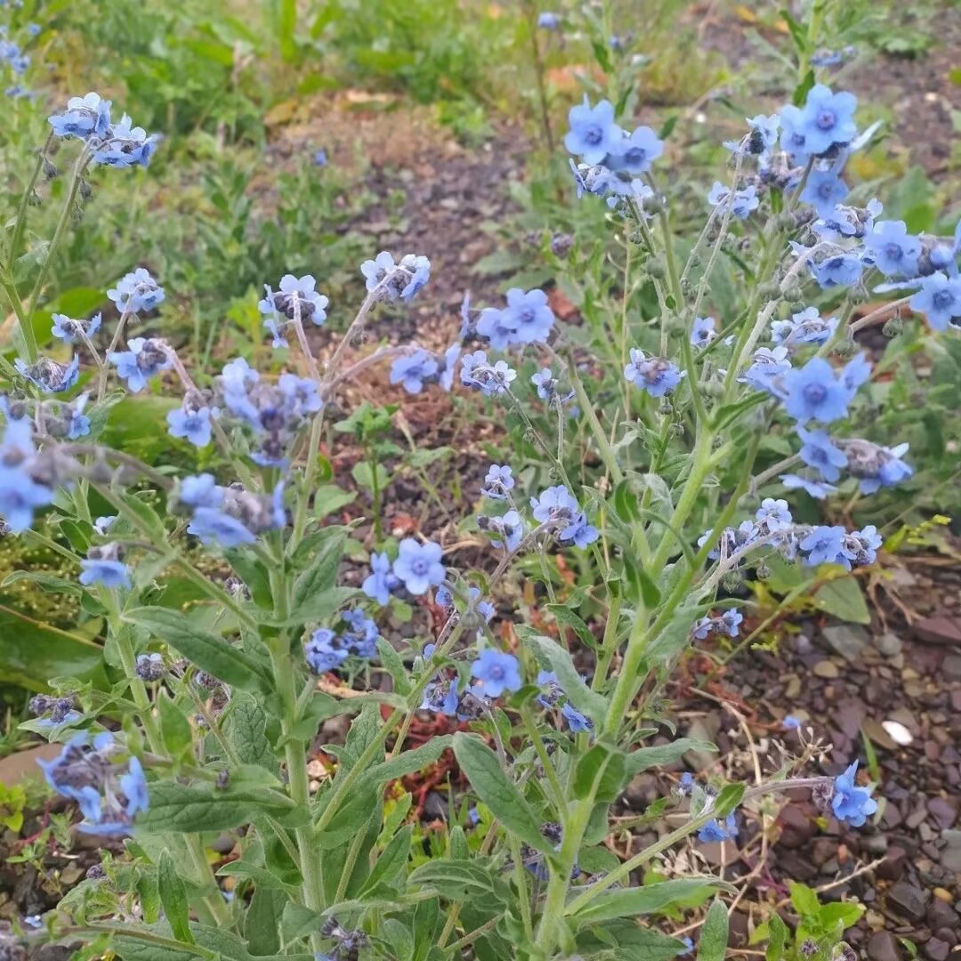 琉璃草倒提壶狗屎花粘娘娘蓝色小花蓝布群苗